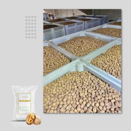 CHILEAN WALNUT – WHOLESALE NATURAL, HIGH-QUALITY SERR & CHANDLER WALNUT VARIETIES